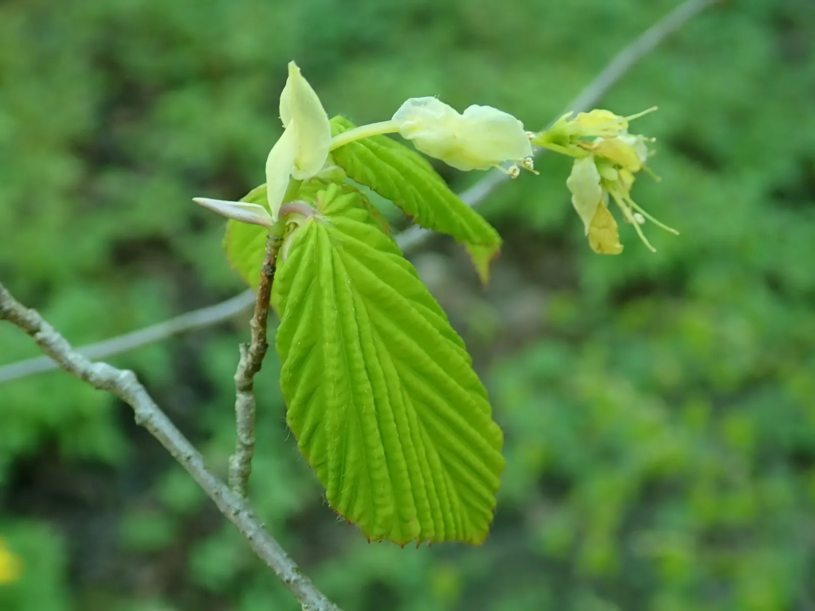 Fragrant Winterhazel (Corylopsis Glabrescens) — creating multi-seasonal interest in residential or park landscapes