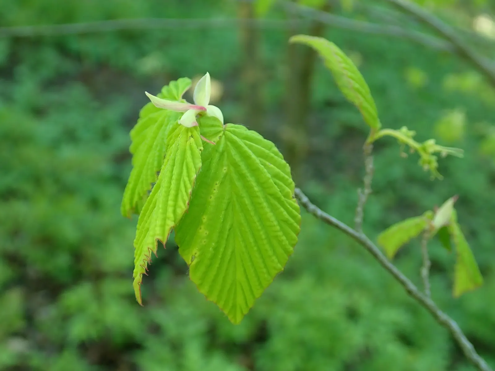 Fragrant Winterhazel (Corylopsis Glabrescens) — They typically measure from 2 to 4 inches long, adding a lush backdrop during the growing season