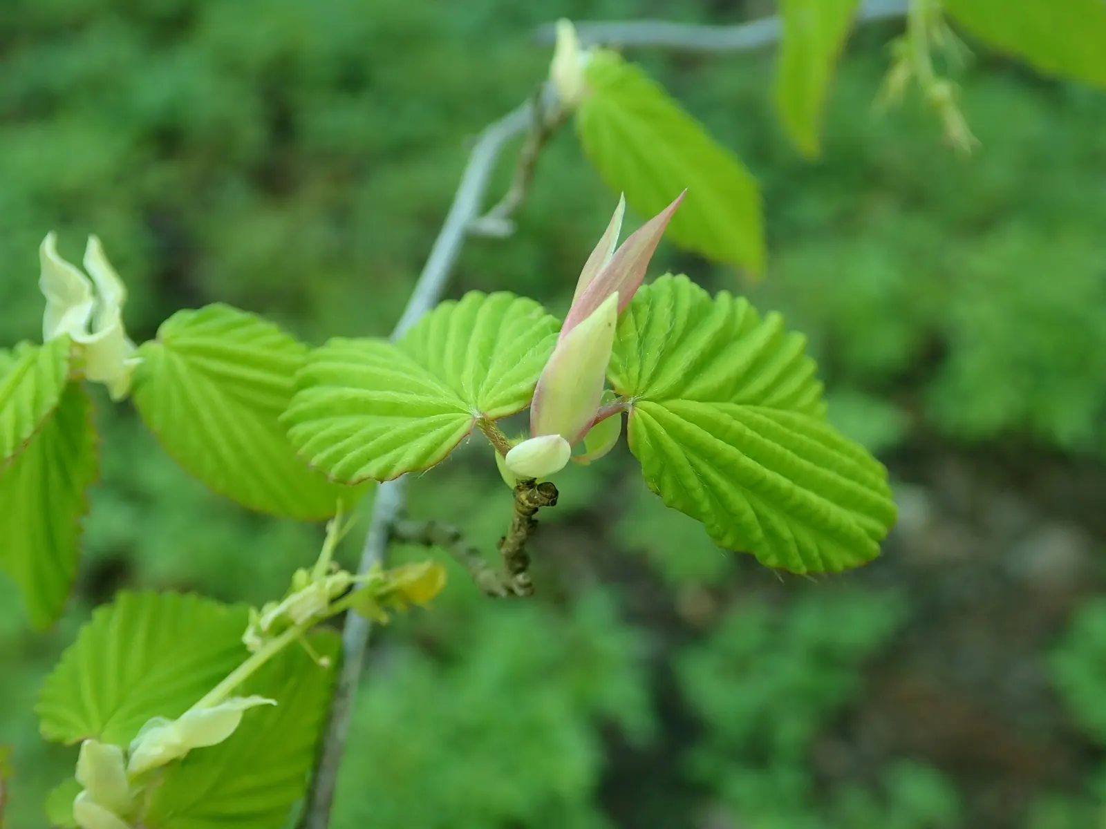 Fragrant Winterhazel (Corylopsis Glabrescens) — Its foliage turns a striking yellow in fall