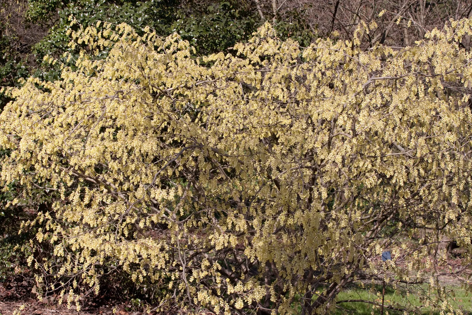 Fragrant Winterhazel (Corylopsis Glabrescens) — this moderate-sized shrub suits well in a residential landscape