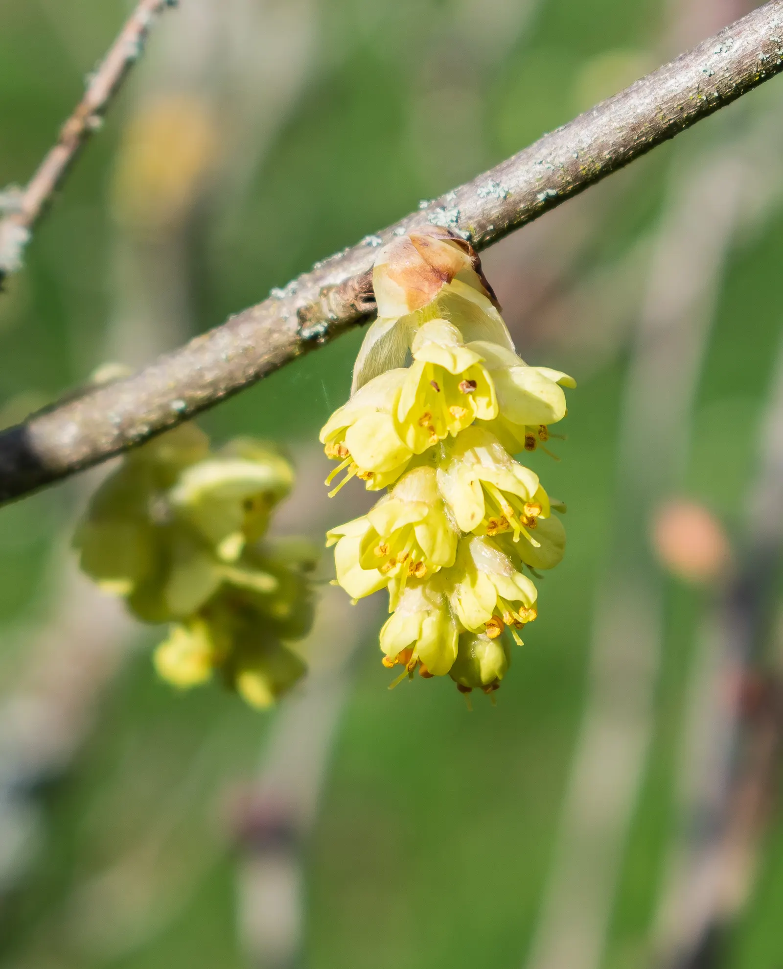 Fragrant Winterhazel (Corylopsis Glabrescens) — Thriving in hardiness zones 5-8, it prefers moist, well-drained soil in full to partial shade