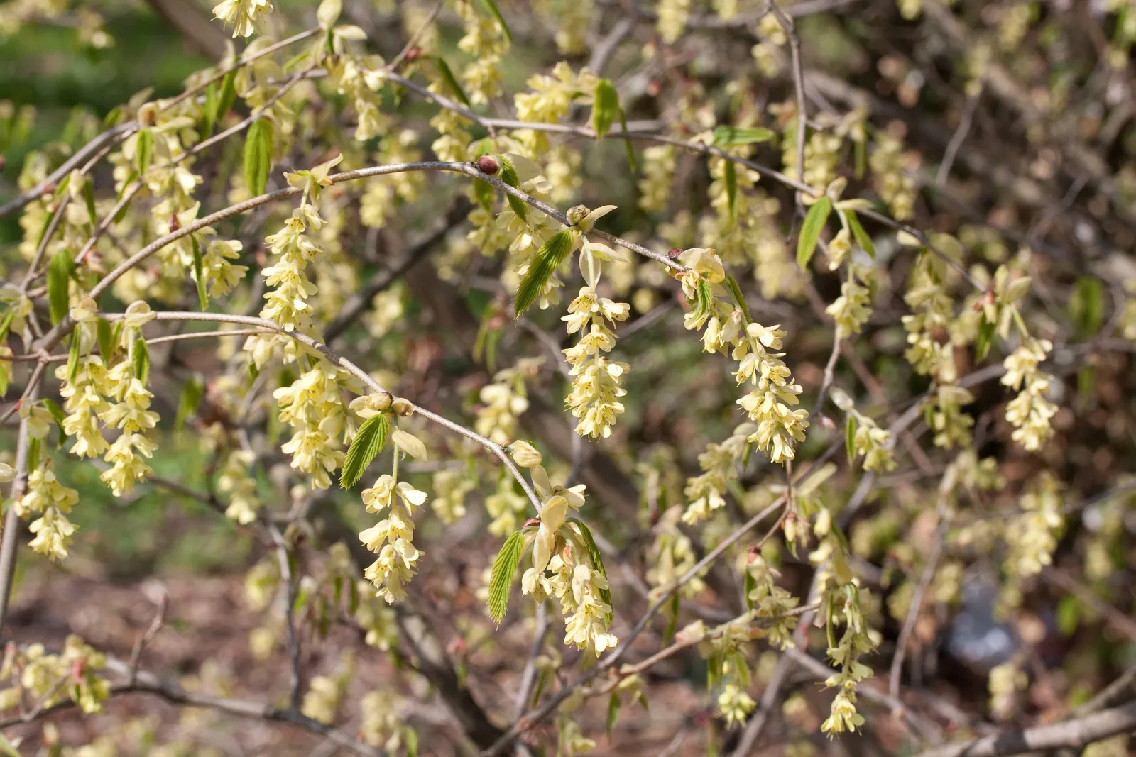 Fragrant Winterhazel (Corylopsis Glabrescens) — Typically maturing to a height of about 6 to 10 feet with a comparable spread