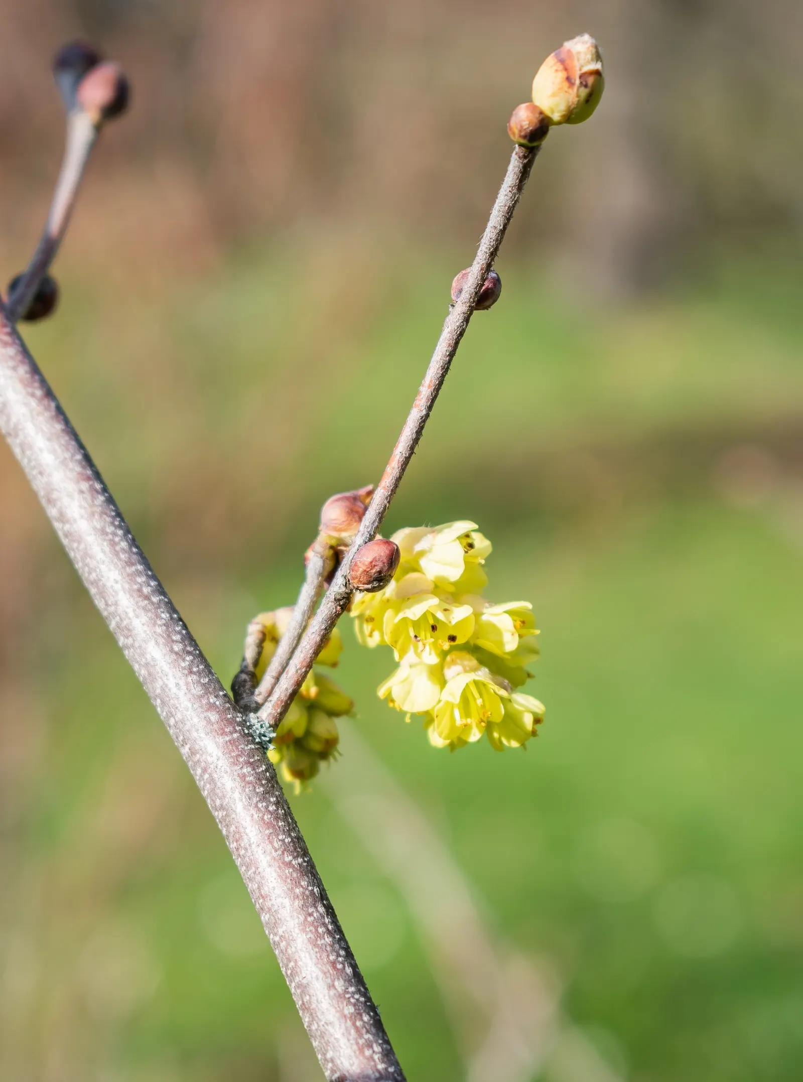 Fragrant Winterhazel (Corylopsis Glabrescens) — It is hardy in USDA zones 6 through 8, making it a versatile choice for various garden settings