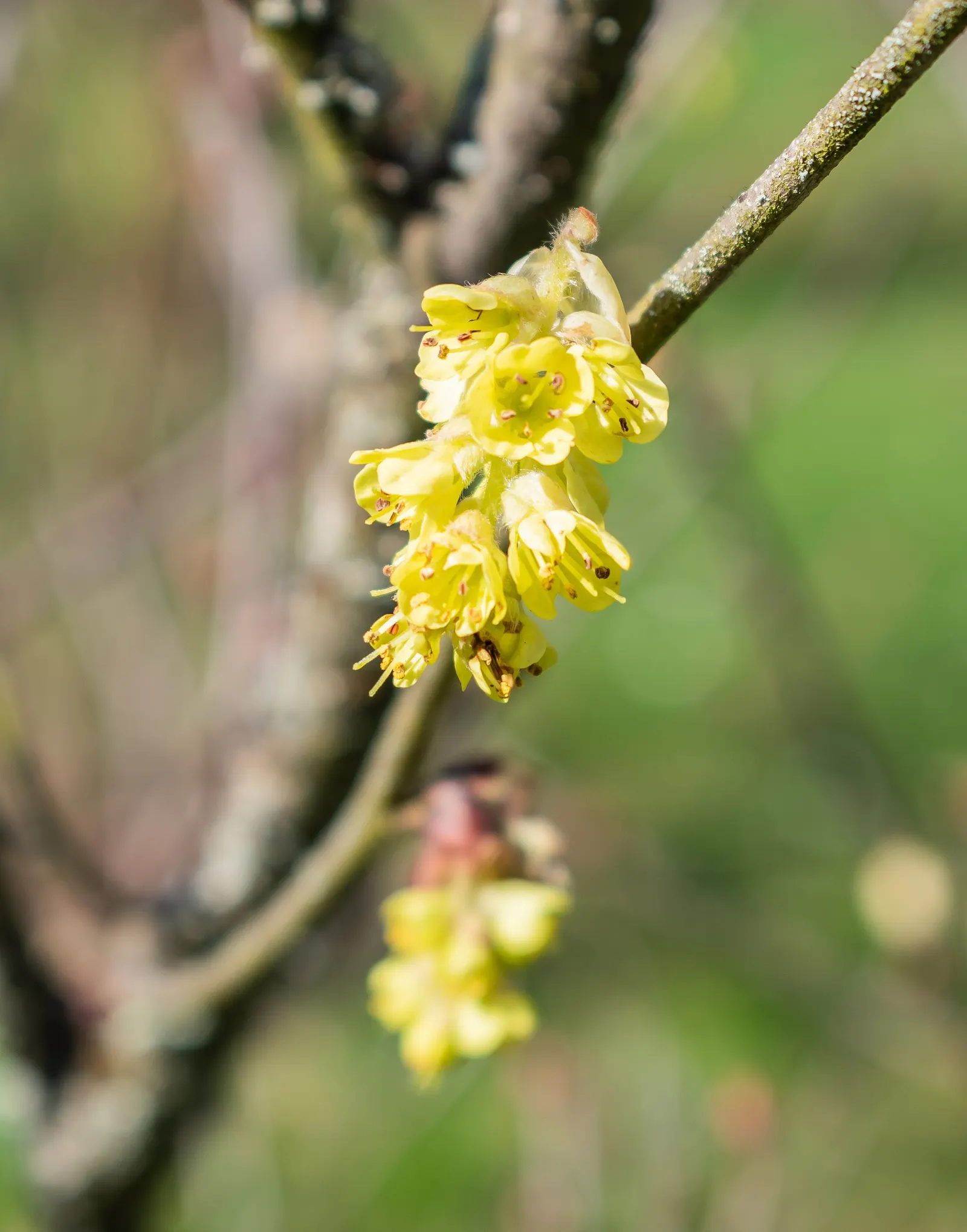 Fragrant Winterhazel (Corylopsis Glabrescens) — it boasts pendulous chains of butter-yellow flowers emitting a delightful aroma in early spring