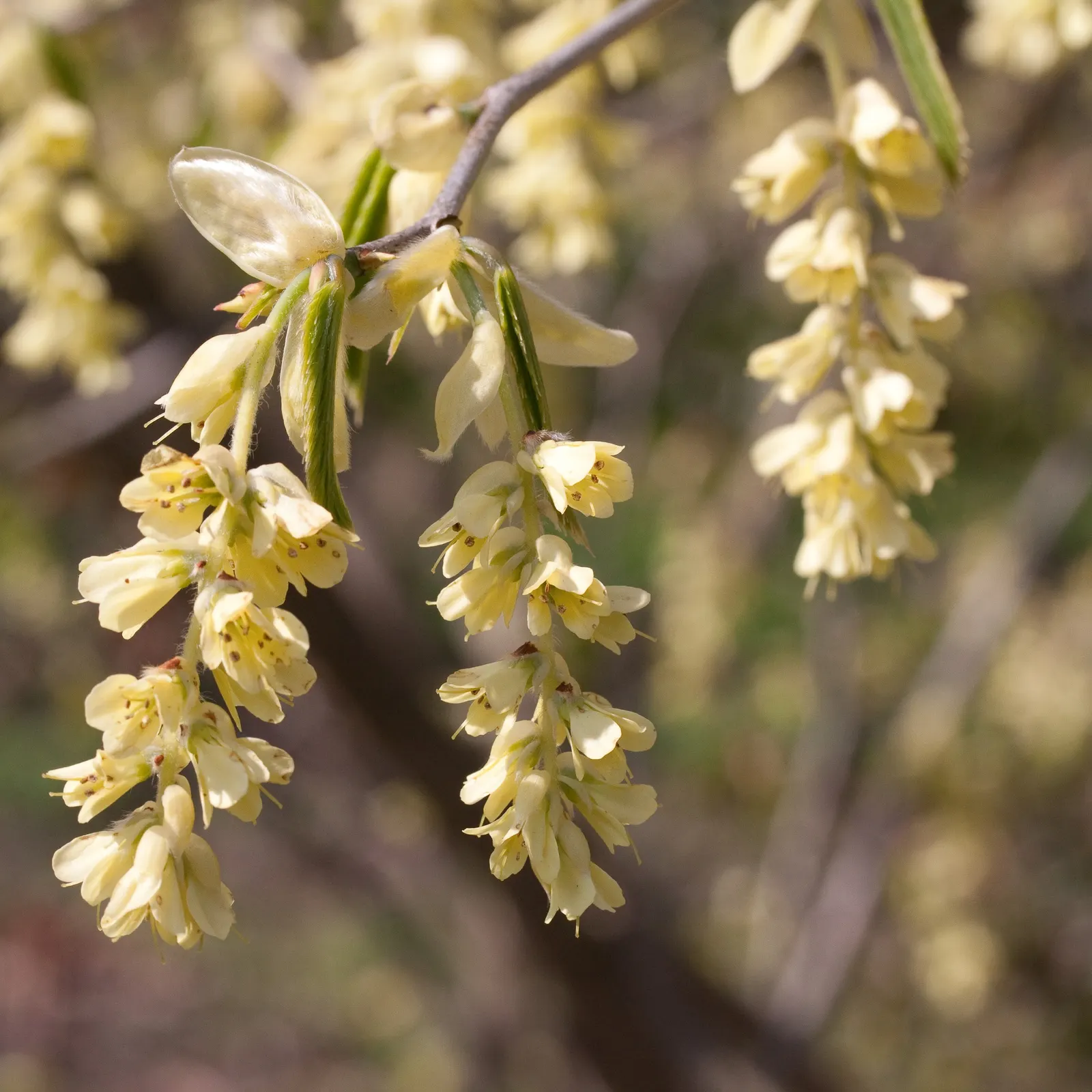Fragrant Winterhazel (Corylopsis Glabrescens) — consider situating Corylopsis glabrescens in partial shade to full sun exposures