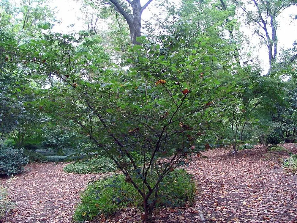Fragrant Winterhazel (Corylopsis Glabrescens) — It should be noted that good air circulation helps in keeping disease at bay