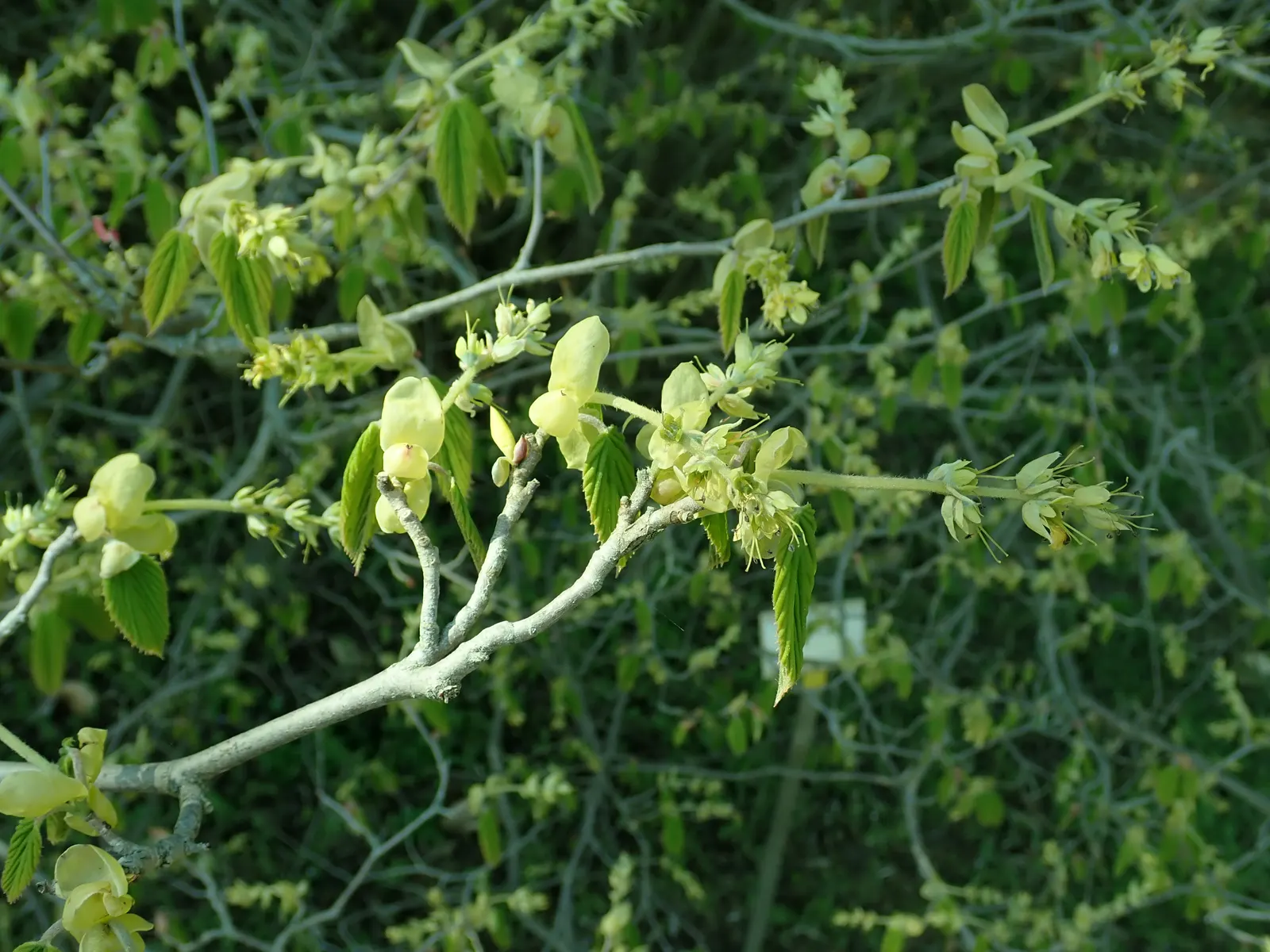 Fragrant Winterhazel (Corylopsis Glabrescens) — releasing a delightful scent that serves as a harbinger of spring