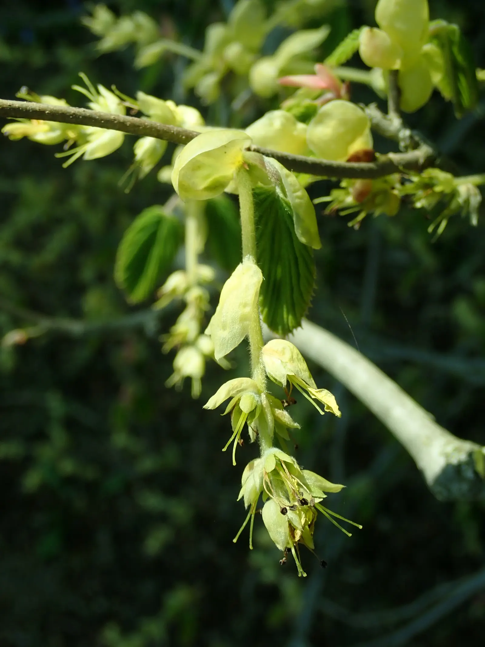 Fragrant Winterhazel (Corylopsis Glabrescens) — yet intoxicating fragrance