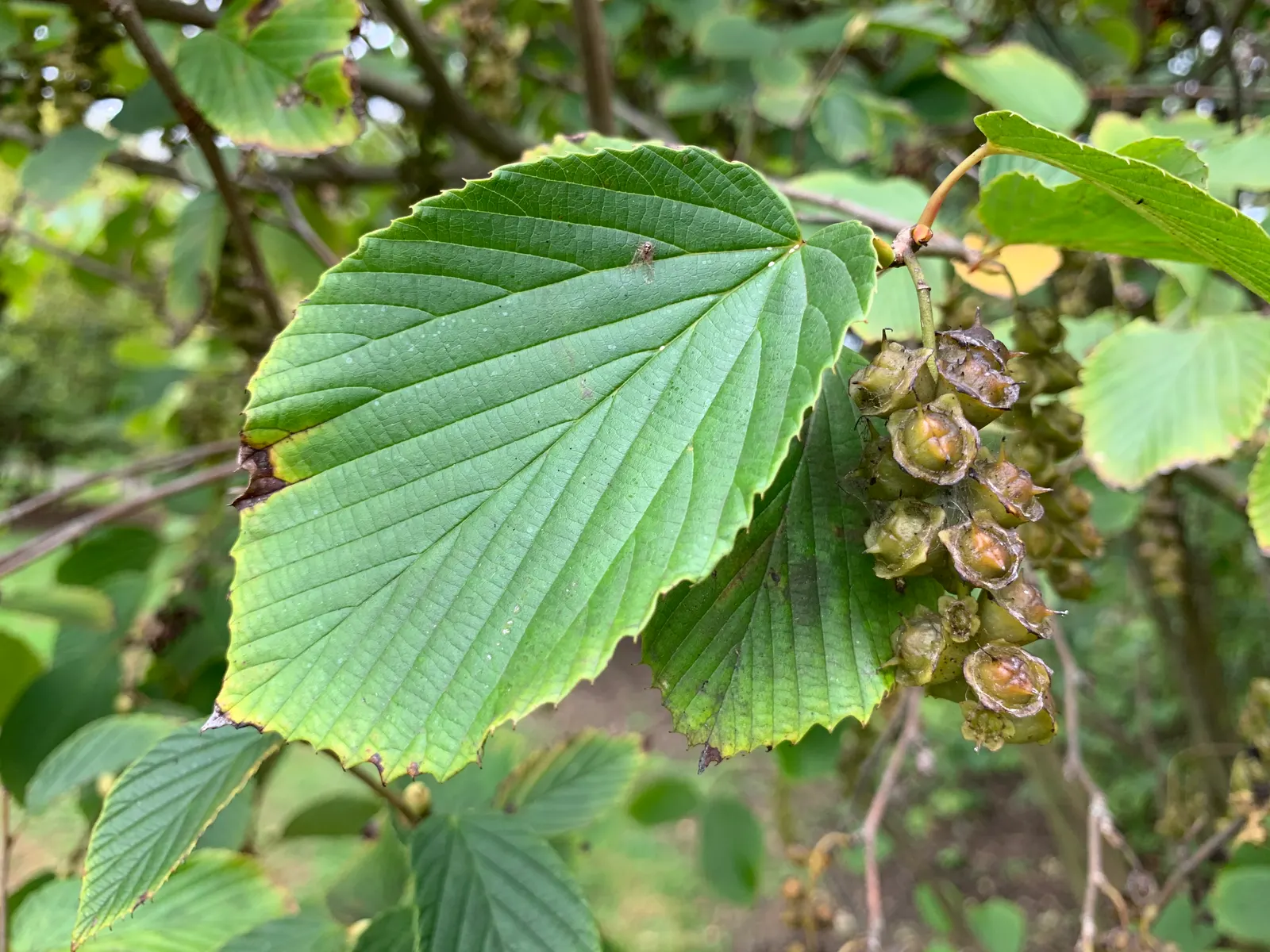 Fragrant Winterhazel (Corylopsis Glabrescens) — scientifically known as Corylopsis glabrescens