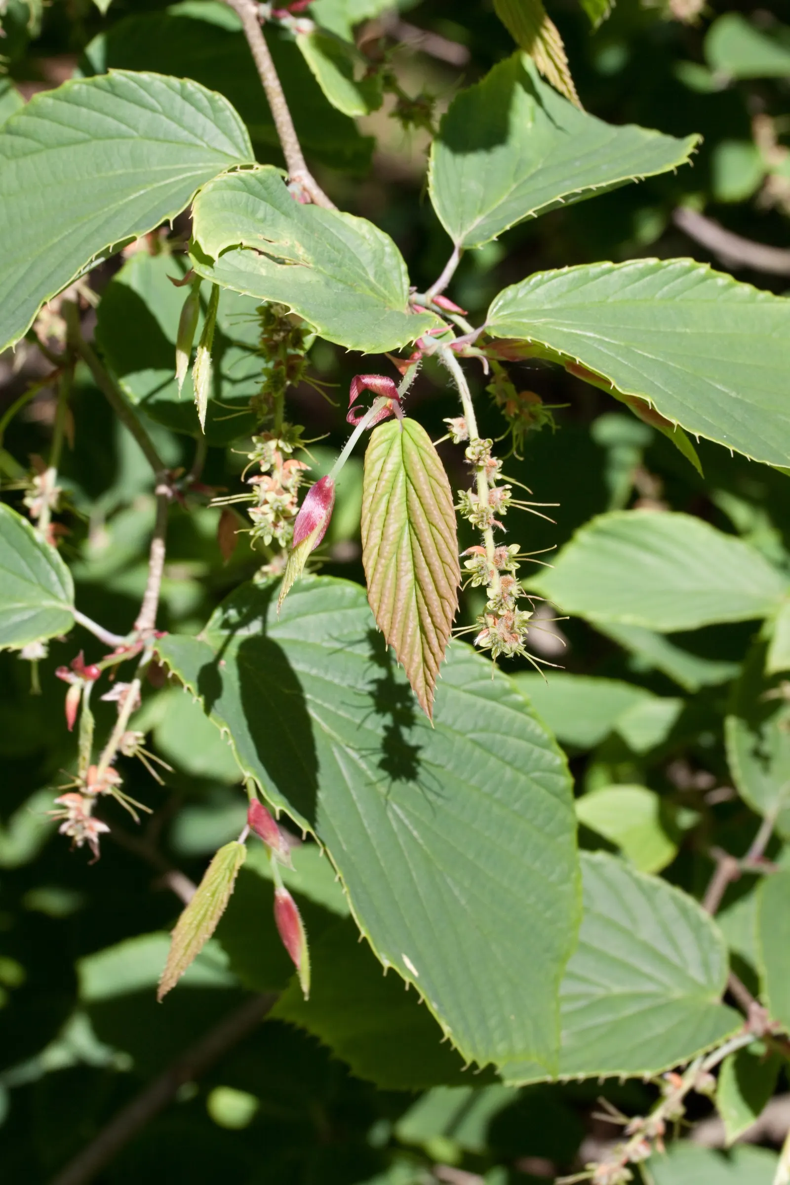Fragrant Winterhazel (Corylopsis Glabrescens) — the Fragrant Winterhazel blooms profusely on bare stems in March to early April