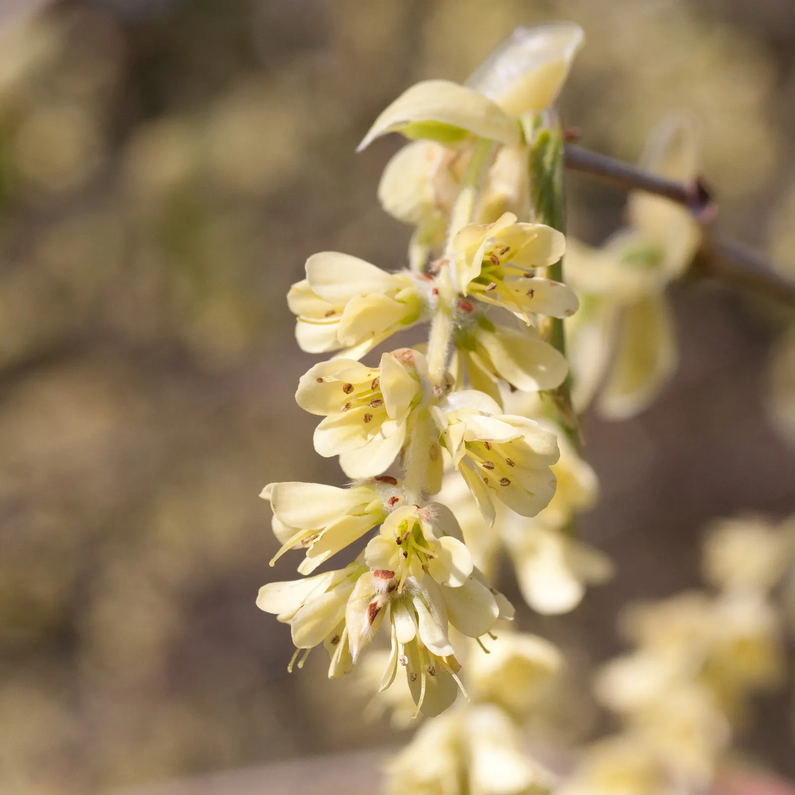 Fragrant Winterhazel (Corylopsis Glabrescens) — This shrub has minimal upkeep requirements once established