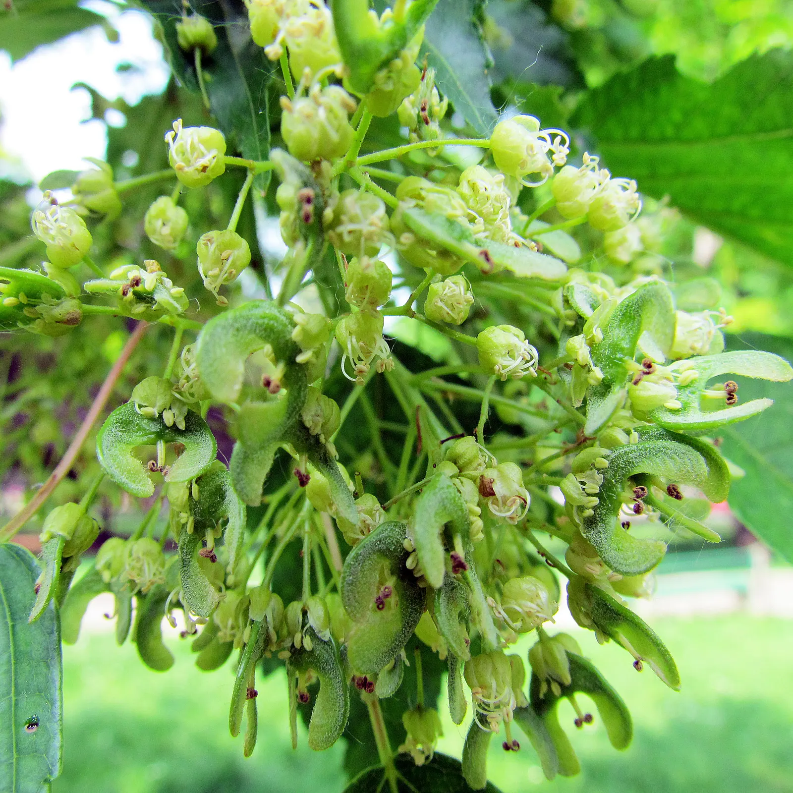 Amur Maple (Acer Ginnala) — It features a rounded shape with fragrant, showy flowers in spring and brilliant red foliage in fall; turning to, image 44