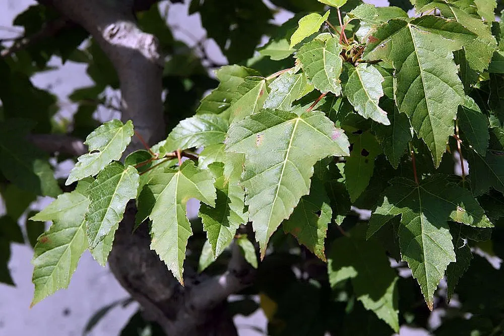 Amur Maple (Acer Ginnala) — consider its sun exposure and soil moisture to ensure it thrives; turning to brilliant shades of red and orange in the fall