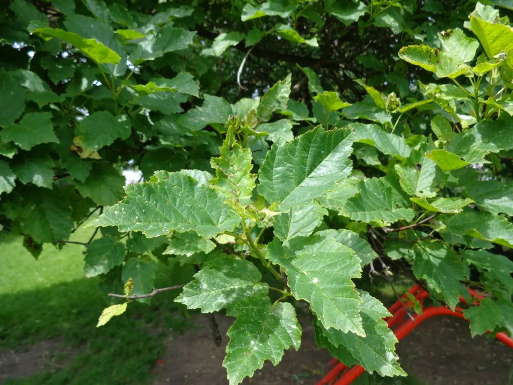 Amur Maple (Acer Ginnala) — The Amur Maple (Acer ginnala) is a small, deciduous tree reaching 15-20 feet in height, with a similar spread; this, image 43