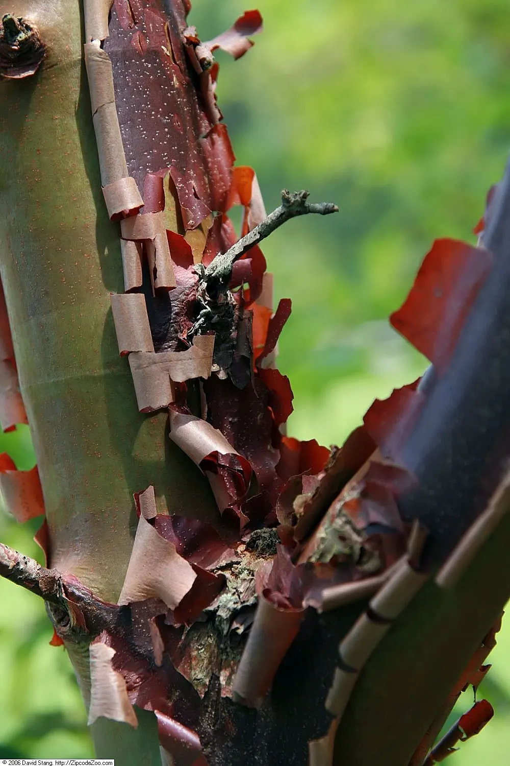 Amur Maple (Acer Ginnala) — It features a rounded shape with fragrant, showy flowers in spring and brilliant red foliage in fall; turning to, image 65