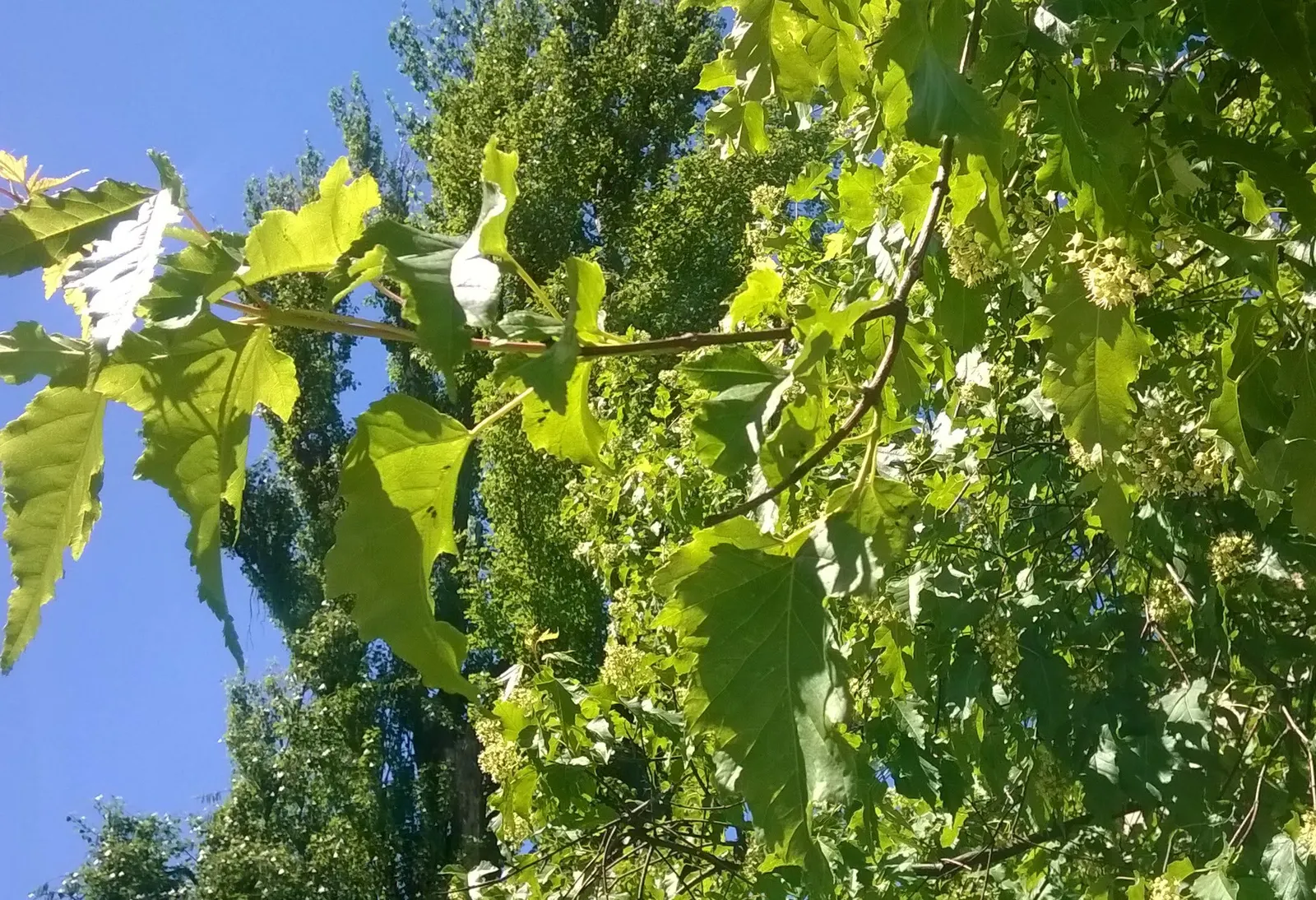 Amur Maple (Acer Ginnala) — Growing to an average height of 15-20 feet with a similar spread; this low-maintenance species prefers full sun to, image 70