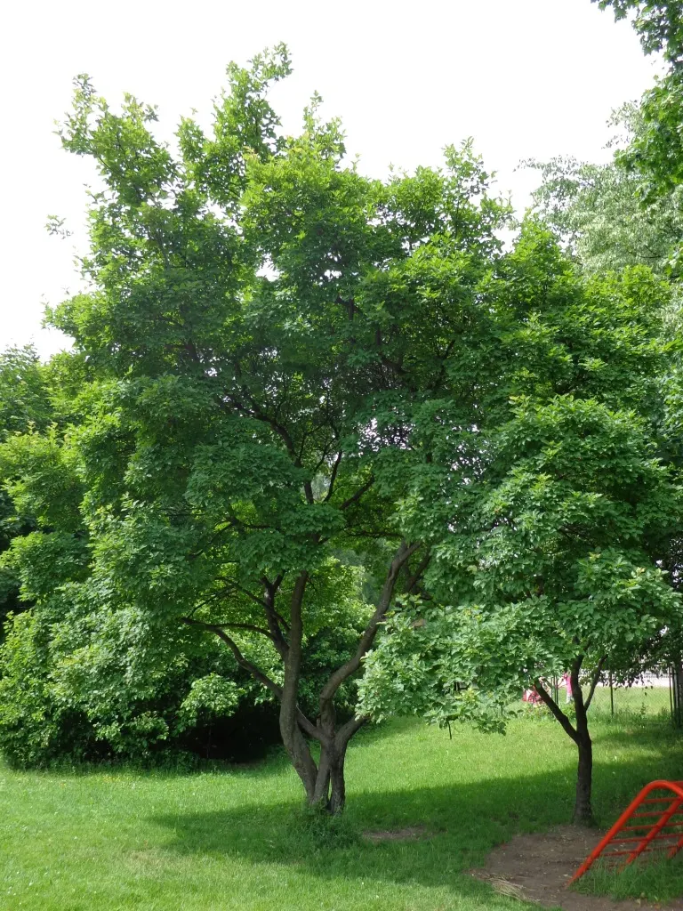 Amur Maple (Acer Ginnala) — injecting a dash of seasonal color into any yard.<br><br>In late spring; allowing clients to enjoy the seasonal palette, image 54