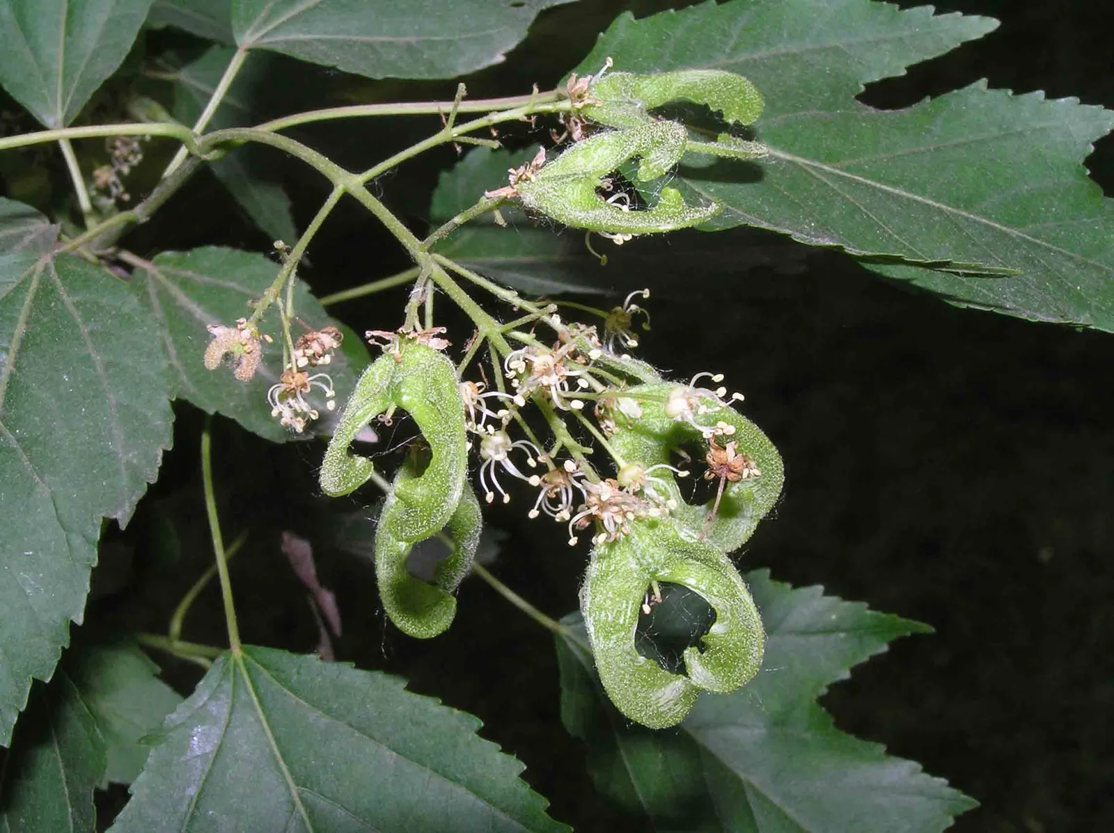 Amur Maple (Acer Ginnala) — shrub / tree for full or half; allowing clients to enjoy the seasonal palette and functional versatility this plant, image 63