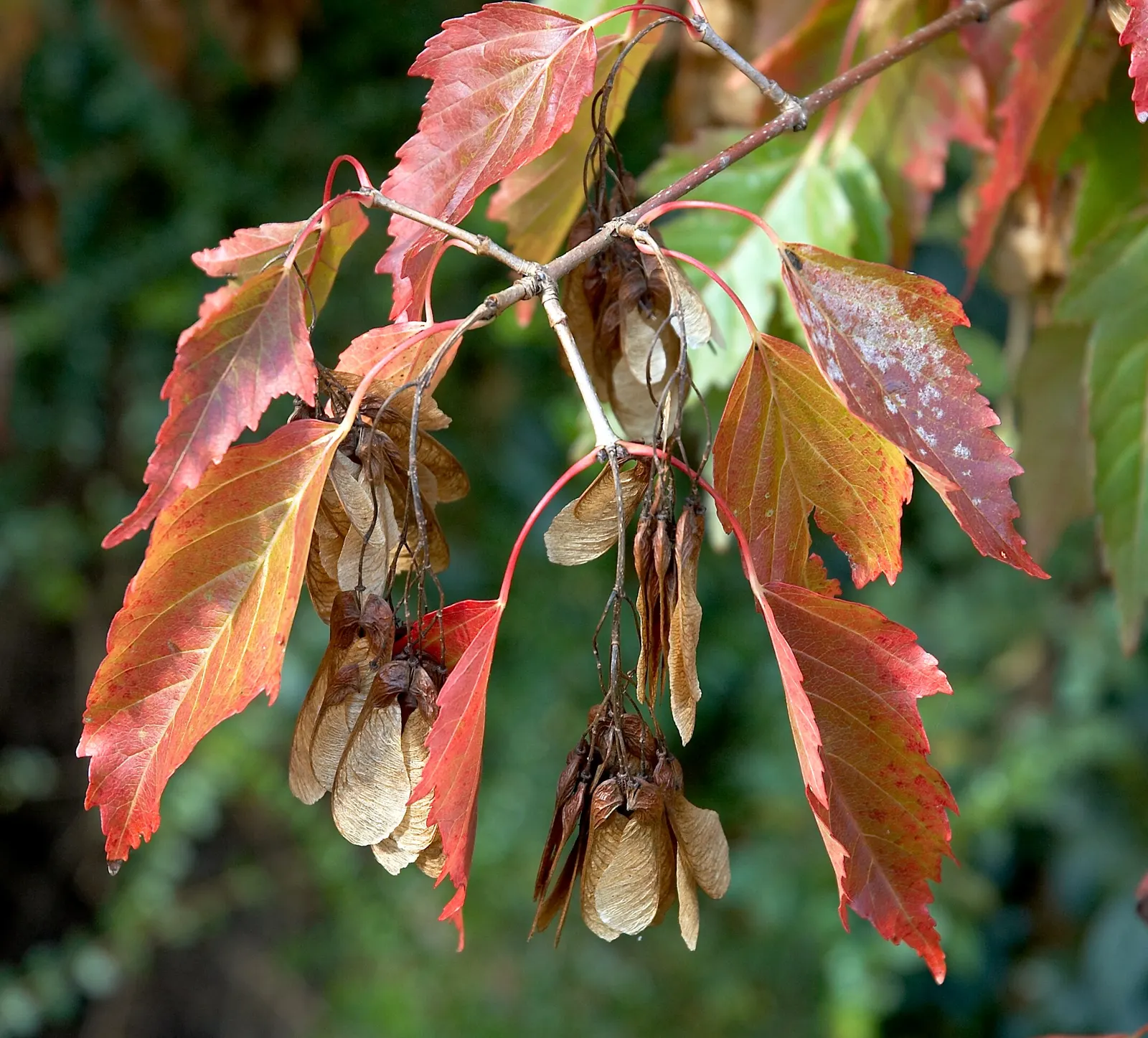 Amur Maple (Acer Ginnala) — fragrant creamy white flowers bloom; this low-maintenance species prefers full sun to partial shade and well-drained, image 55