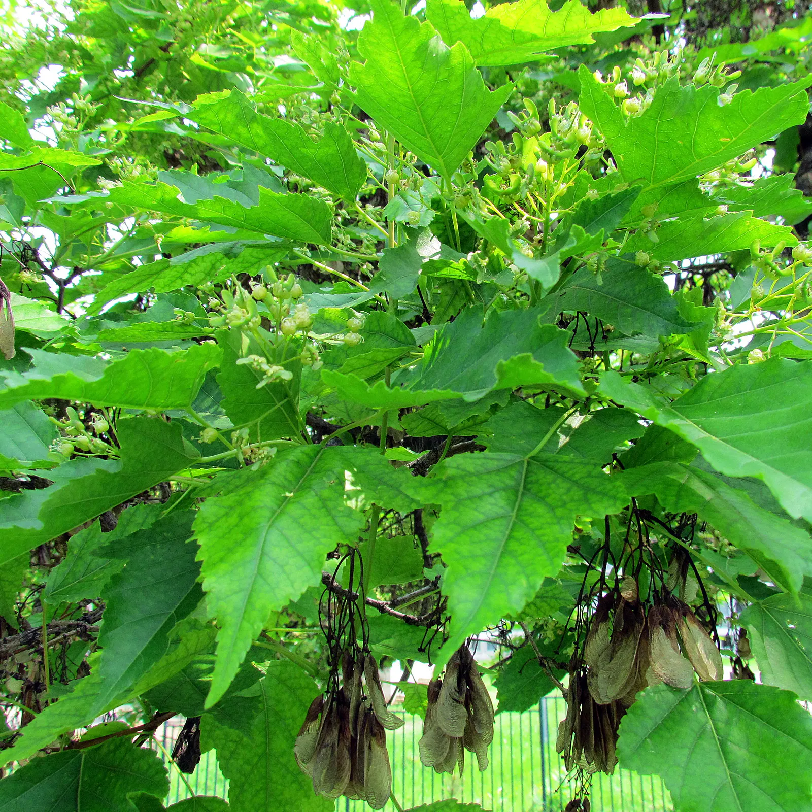 Amur Maple (Acer Ginnala) — Hardy and adaptable, it is ideal for small gardens or as a multi-stemmed shrub in borders; allowing clients to enjoy, image 45