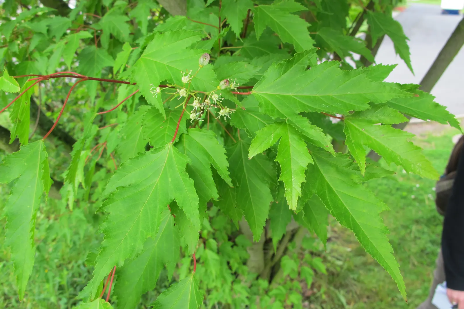 Amur Maple (Acer Ginnala) — When incorporating Amur Maple into your landscape design; this low-maintenance species prefers full sun to partial shade and