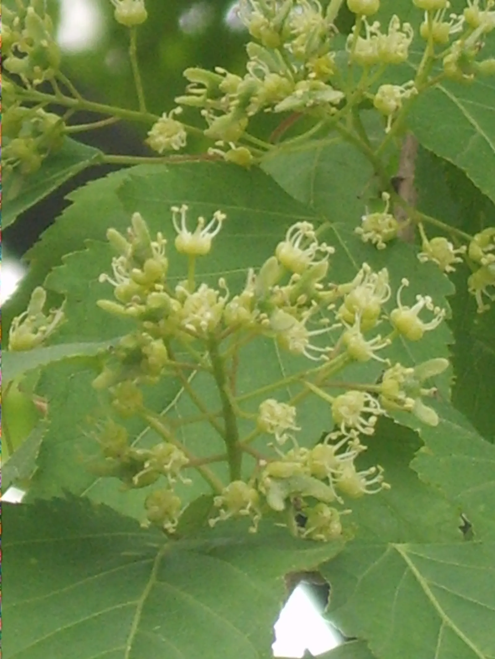 Amur Maple (Acer Ginnala) — allowing clients to enjoy the seasonal palette and functional versatility this plant offers, image 39