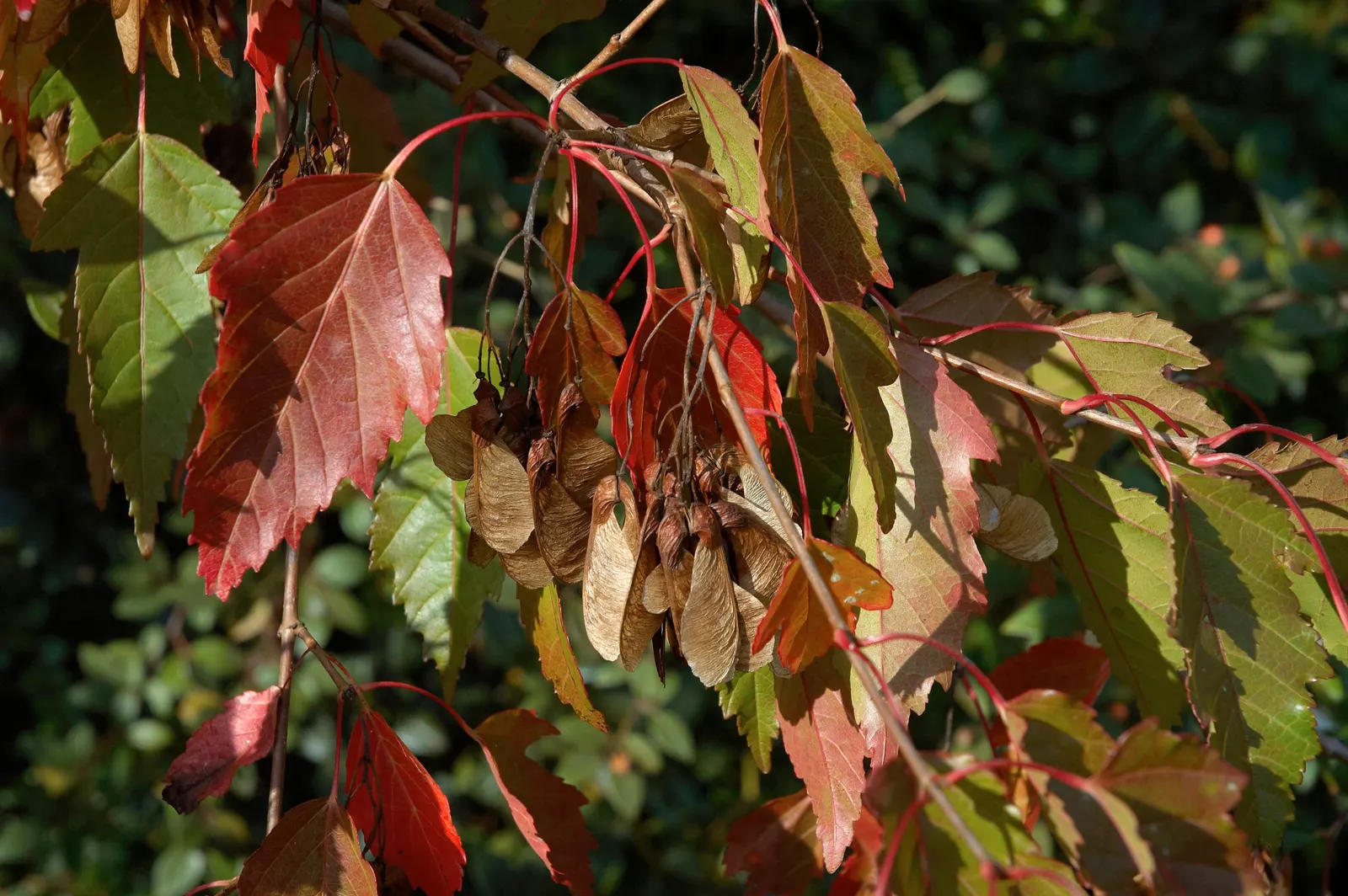 Amur Maple (Acer Ginnala) — Growing to an average height of 15-20 feet with a similar spread; this low-maintenance species prefers full sun to, image 49