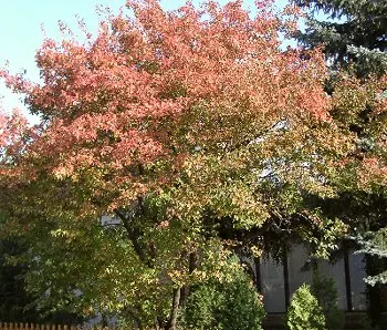 Amur Maple (Acer Ginnala) — Its leaves are 1.5-3 inches long with three lobes; this low-maintenance species prefers full sun to partial shade and, image 52