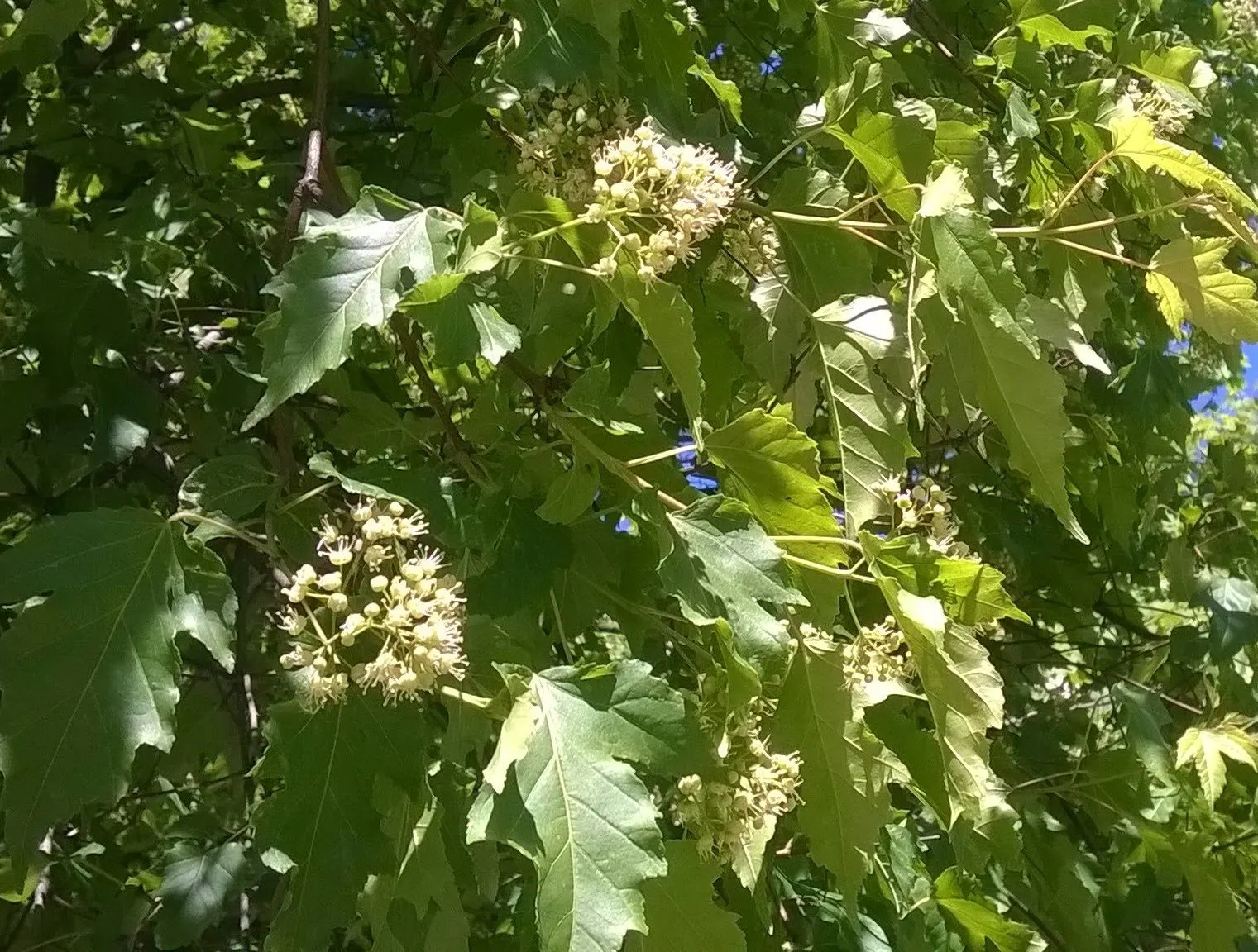 Amur Maple (Acer Ginnala) — making it a resilient choice for many climates.<br><br>Characterized by its multi-stemmed habit; allowing clients to, image 72