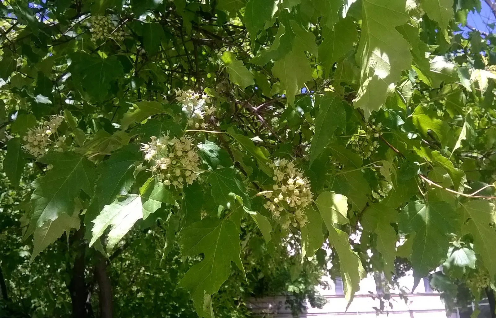 Amur Maple (Acer Ginnala) — This low-maintenance species prefers full sun to partial shade and well-drained soil, image 67