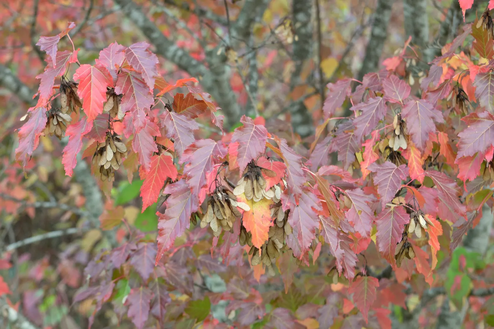 Amur Maple (Acer Ginnala) — This low-maintenance species prefers full sun to partial shade and well-drained soil, image 46