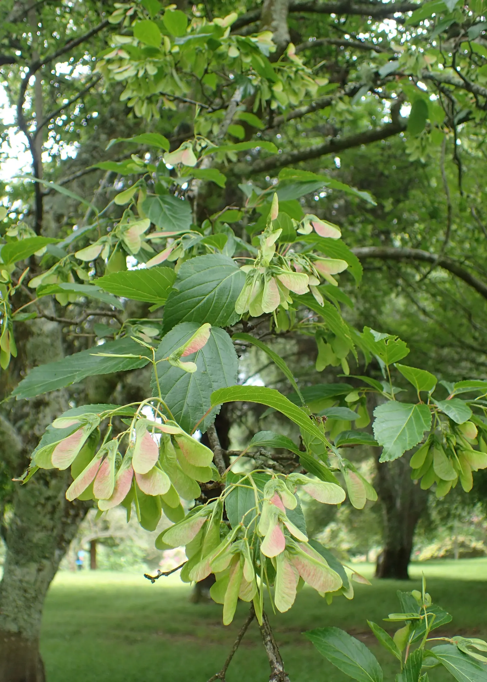 Amur Maple (Acer Ginnala) — The Amur Maple requires full sun to partial shade and prefers well-drained soil; turning to brilliant shades of red and, image 56