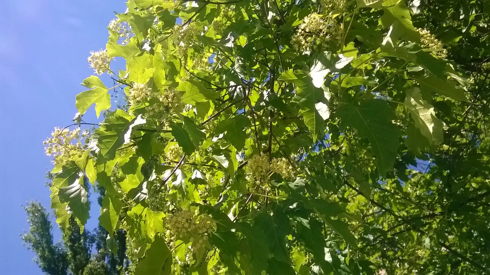 Amur Maple (Acer Ginnala) — The Amur Maple (Acer ginnala) is a versatile small deciduous tree or large shrub; turning to brilliant shades of red, image 68