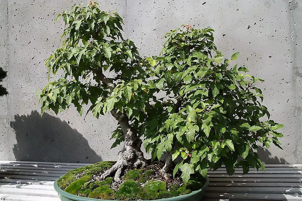 Amur Maple (Acer Ginnala) — yellow flowers in the garden; this low-maintenance species prefers full sun to partial shade and well-drained soil