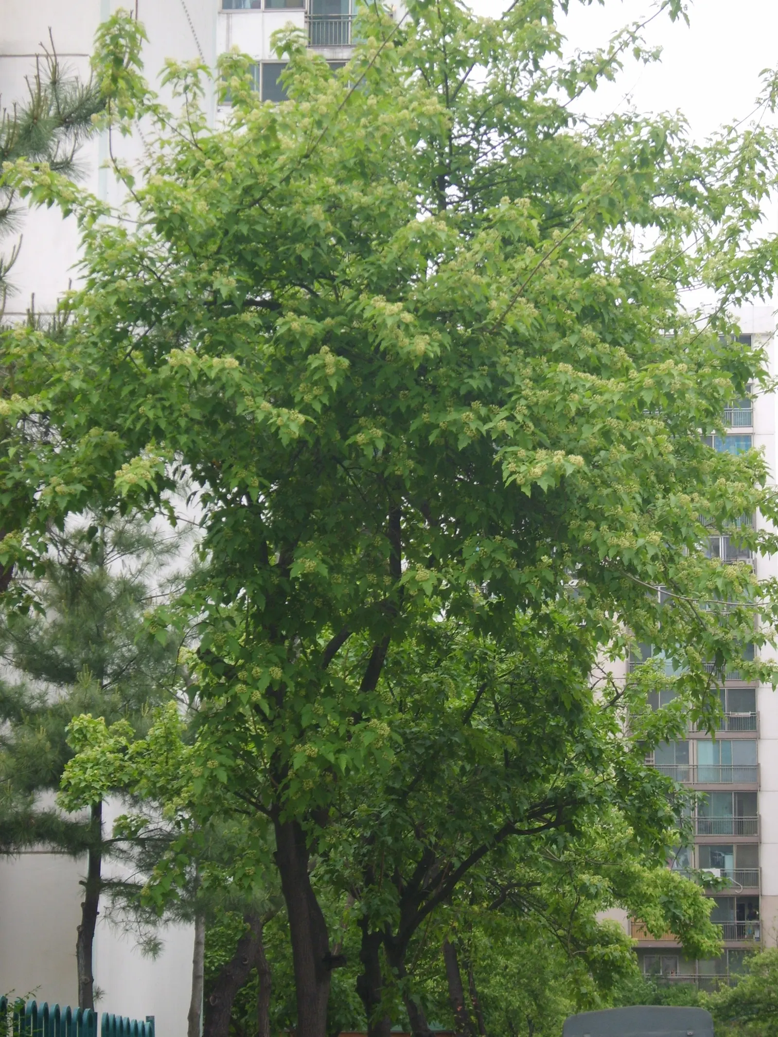Amur Maple (Acer Ginnala) — making it a resilient choice for many climates.<br><br>Characterized by its multi-stemmed habit; allowing clients to, image 51