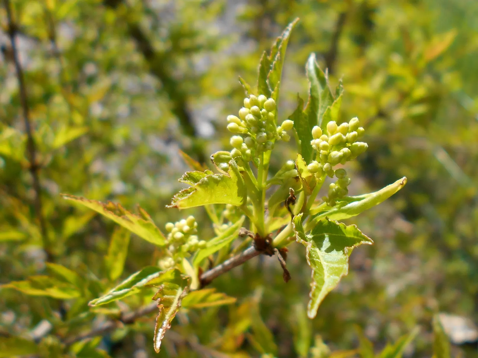 Amur Maple (Acer Ginnala) — consider its sun exposure and soil moisture to ensure it thrives; turning to brilliant shades of red and orange in the, image 59