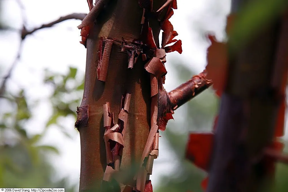 Amur Maple (Acer Ginnala) — Hardy and adaptable, it is ideal for small gardens or as a multi-stemmed shrub in borders; allowing clients to enjoy, image 66