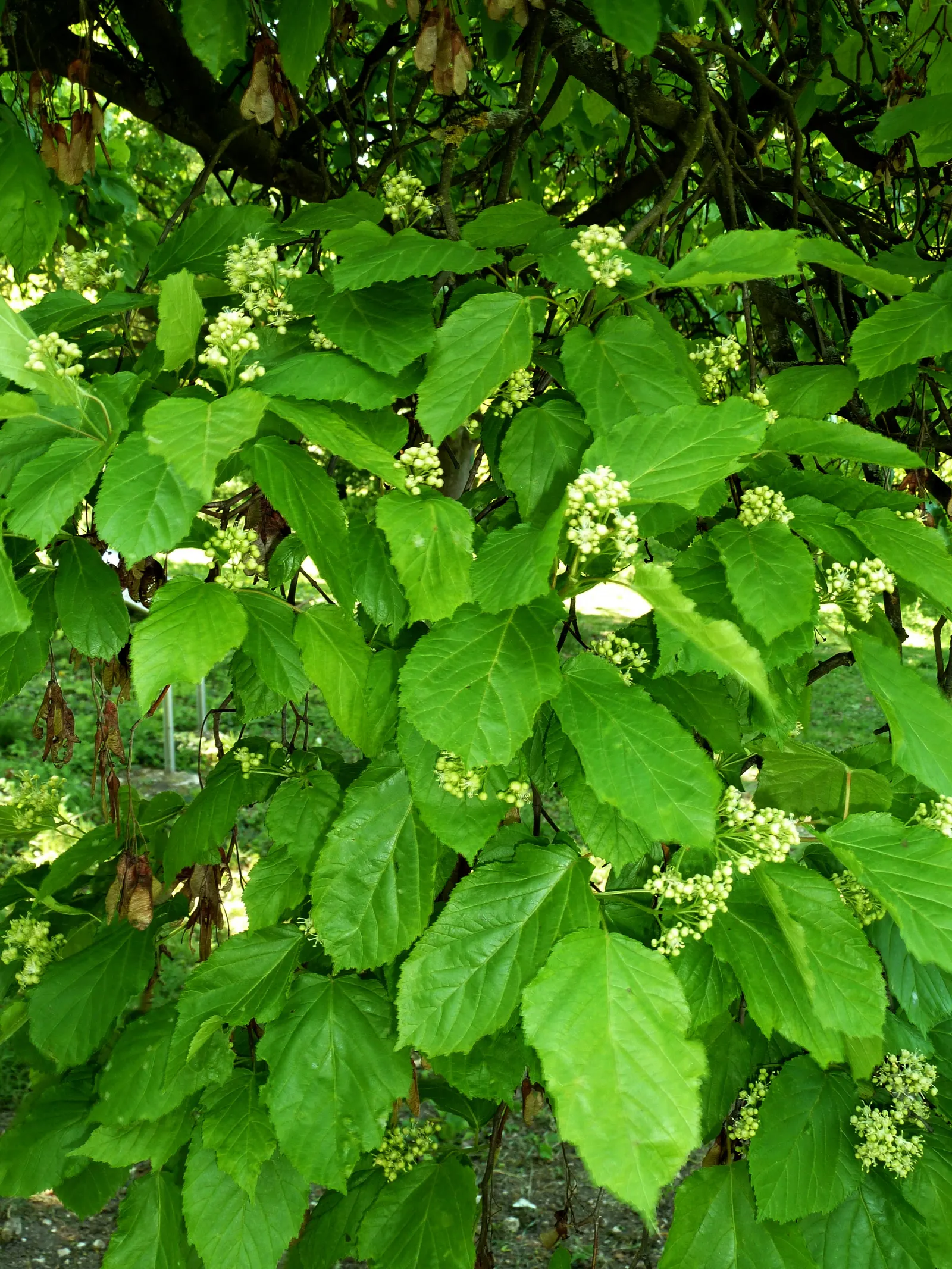 Amur Maple (Acer Ginnala) — When incorporating Amur Maple into your landscape design; this low-maintenance species prefers full sun to partial, image 58