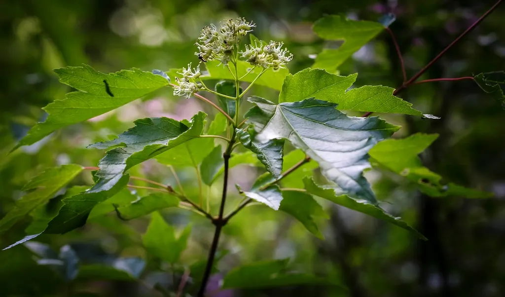 Amur Maple (Acer Ginnala) — allowing clients to enjoy the seasonal palette and functional versatility this plant offers, image 60