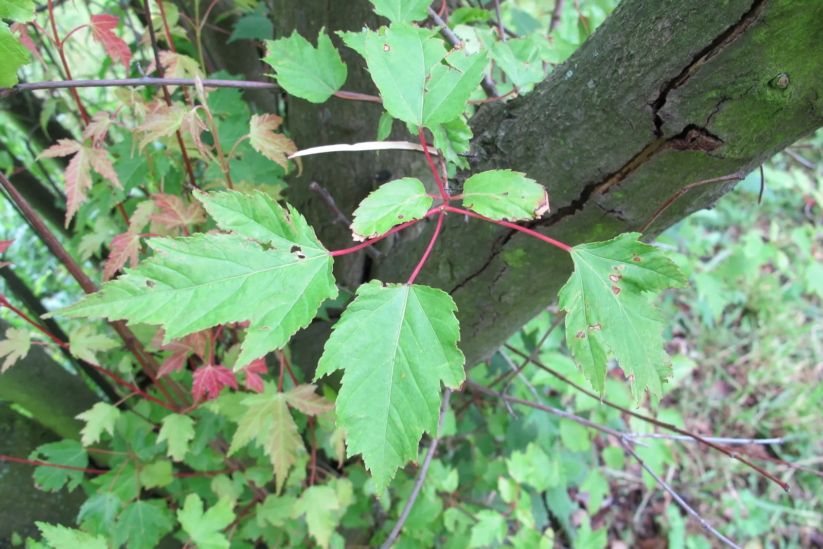 Amur Maple (Acer Ginnala) — yellow flowers in the garden; this low-maintenance species prefers full sun to partial shade and well-drained soil, image 61