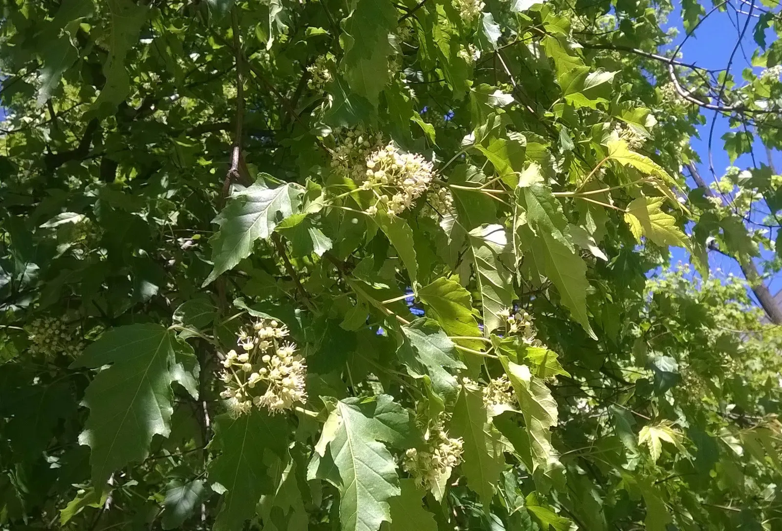 Amur Maple (Acer Ginnala) — Its leaves are 1.5-3 inches long with three lobes; this low-maintenance species prefers full sun to partial shade and, image 73