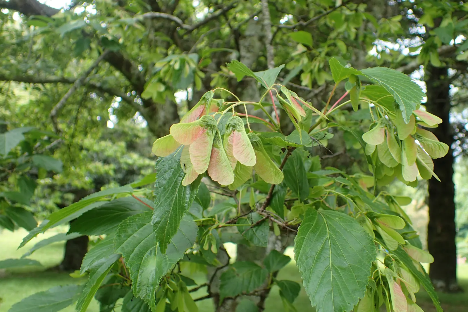 Amur Maple (Acer Ginnala) — The Amur Maple (Acer ginnala) is a versatile small deciduous tree or large shrub; turning to brilliant shades of red, image 47