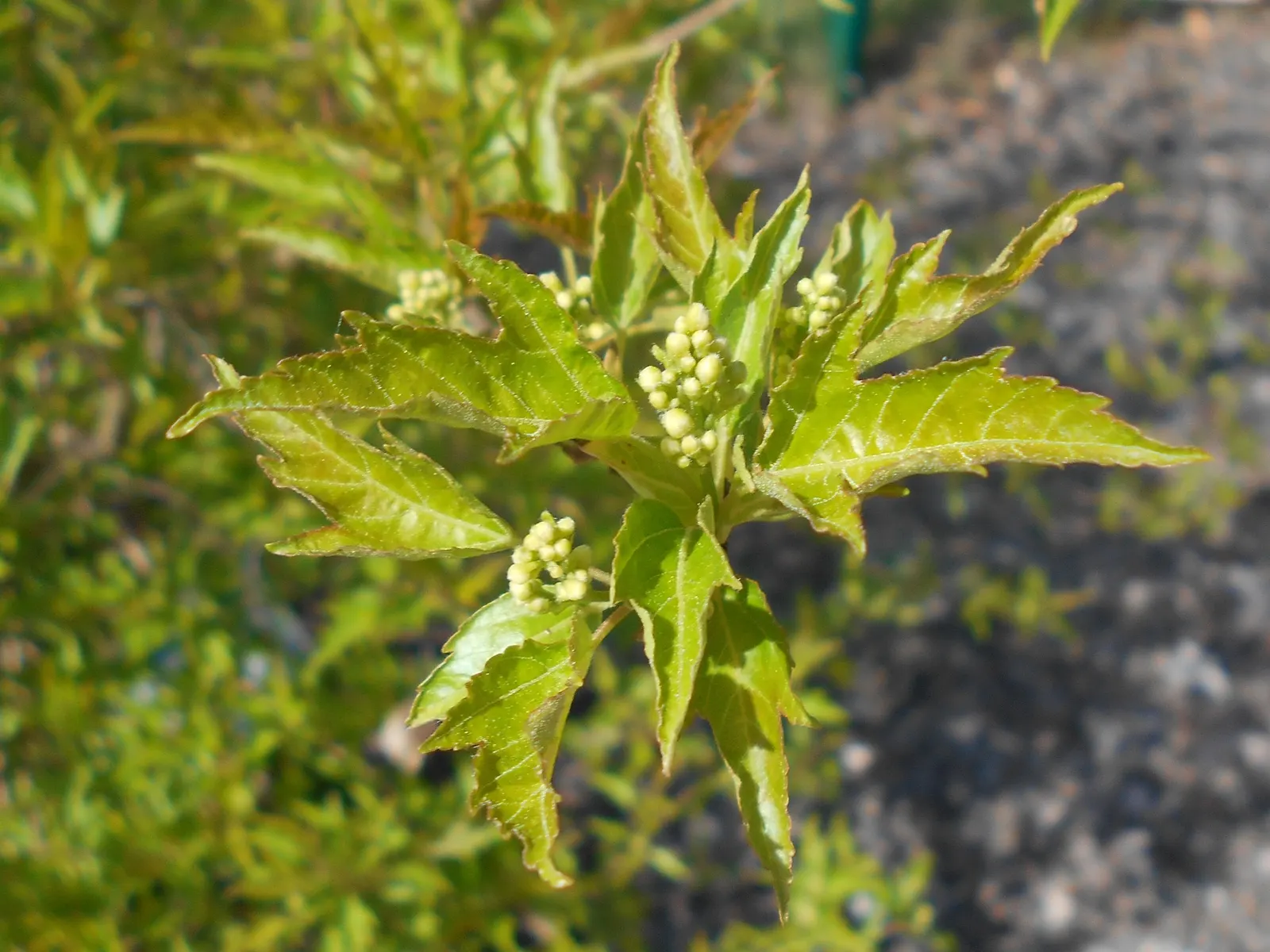 Amur Maple (Acer Ginnala) — making it a favorite for hedges or screening; allowing clients to enjoy the seasonal palette and functional versatility, image 57