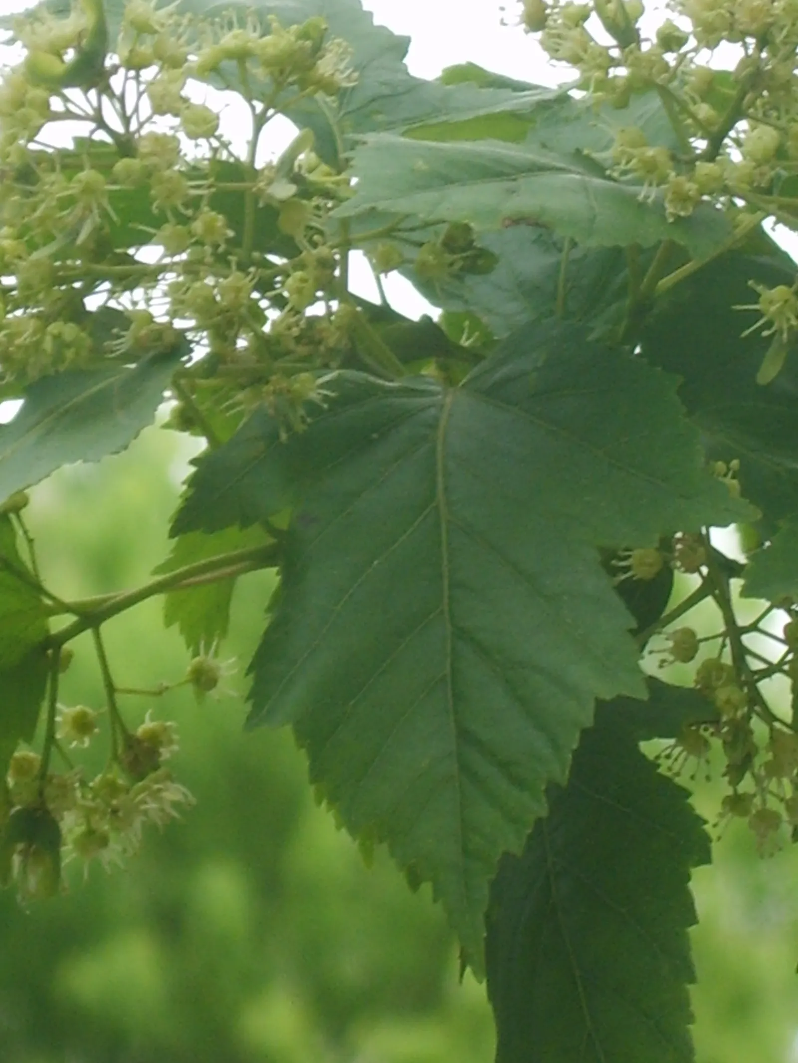 Amur Maple (Acer Ginnala) — this hardy member of the Acer genus thrives in USDA hardiness zones 3 through 8; turning to brilliant shades of red and, image 50