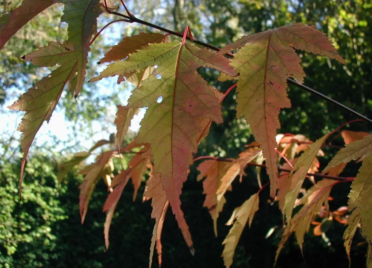Amur Maple (Acer Ginnala) — turning to brilliant shades of red and orange in the fall, image 53