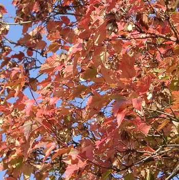 Amur Maple (Acer Ginnala) — shrub / tree for full or half; allowing clients to enjoy the seasonal palette and functional versatility this plant offers