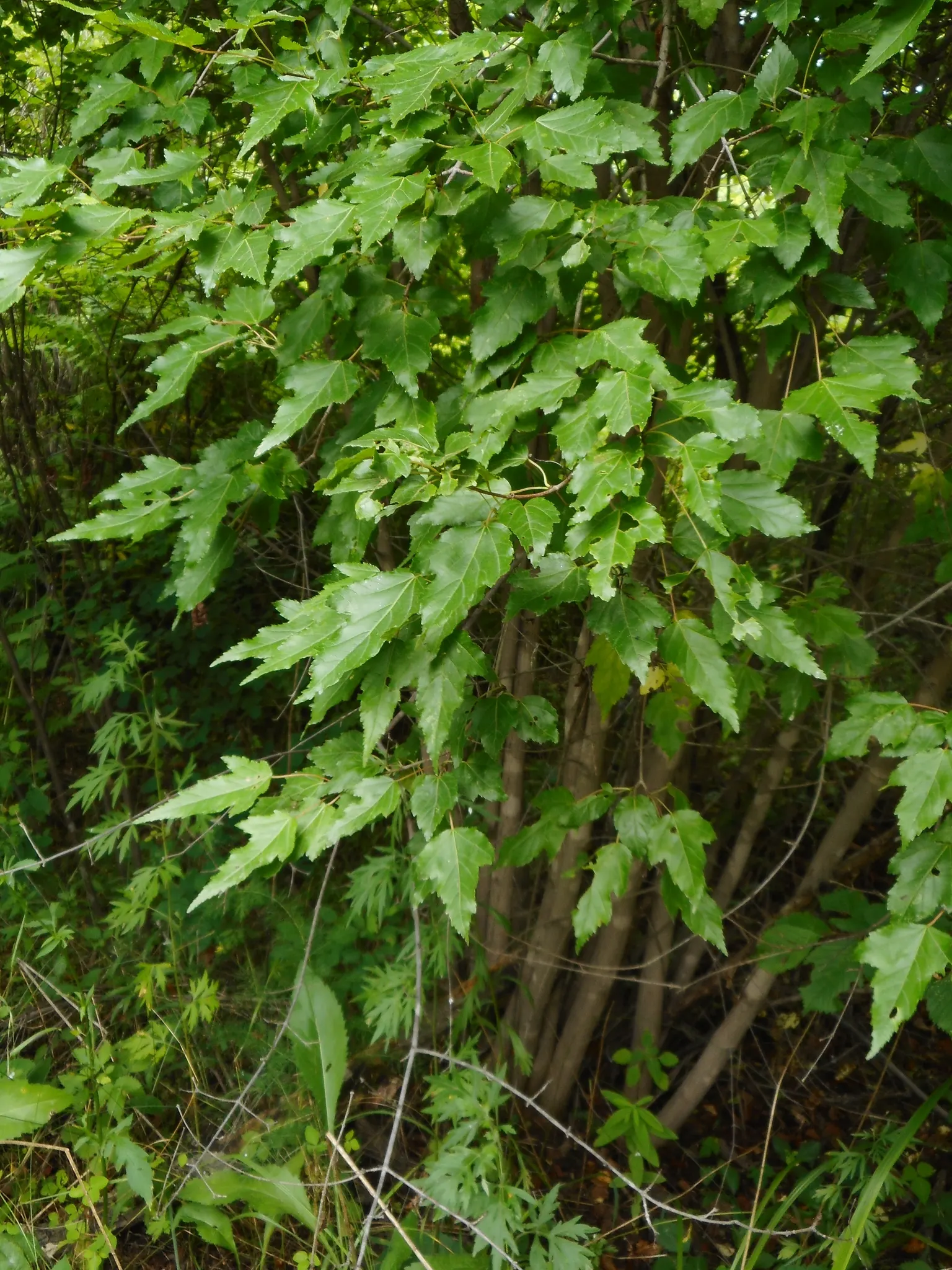 Amur Maple (Acer Ginnala) — It features a rounded shape with fragrant, showy flowers in spring and brilliant red foliage in fall; turning to brilliant shades