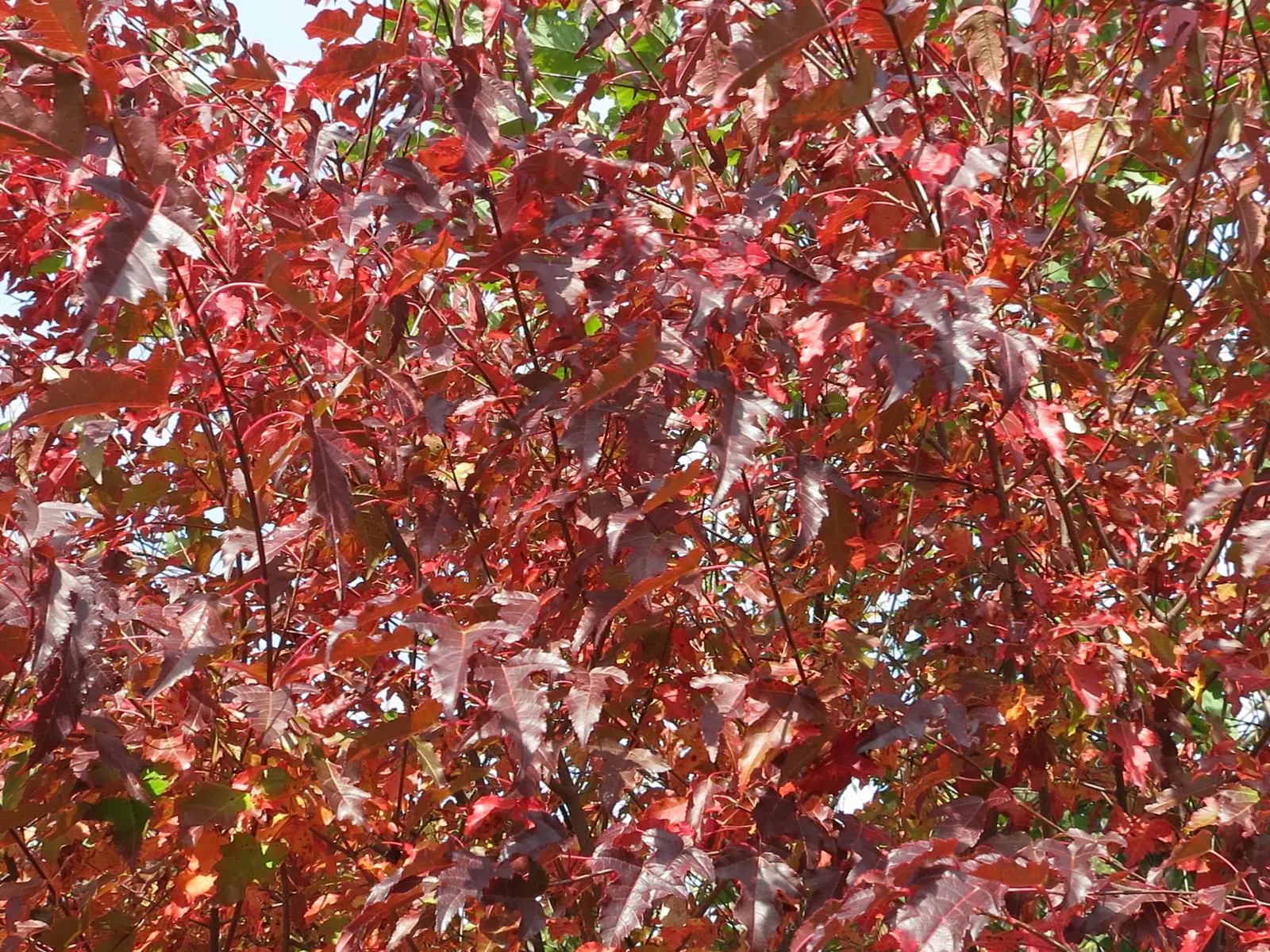 Amur Maple (Acer Ginnala) — This low-maintenance species prefers full sun to partial shade and well-drained soil, image 25