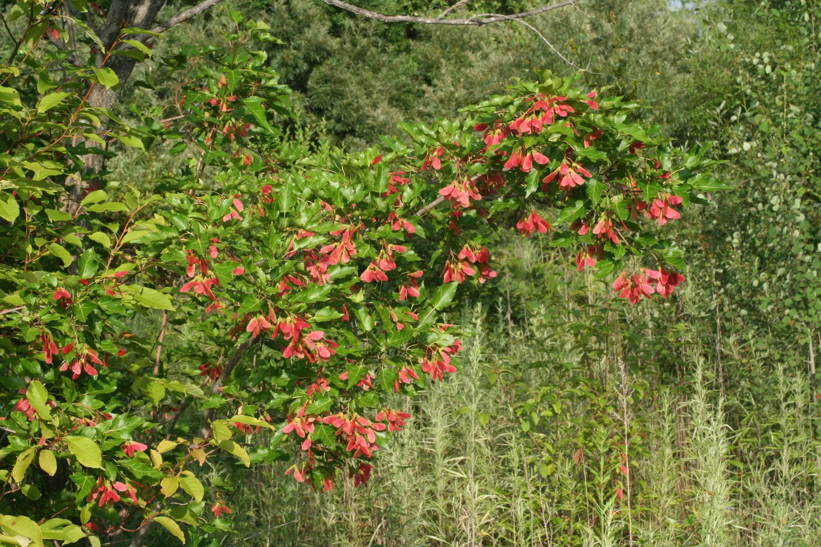 Amur Maple (Acer Ginnala) — The Amur Maple (Acer ginnala) is a versatile small deciduous tree or large shrub
