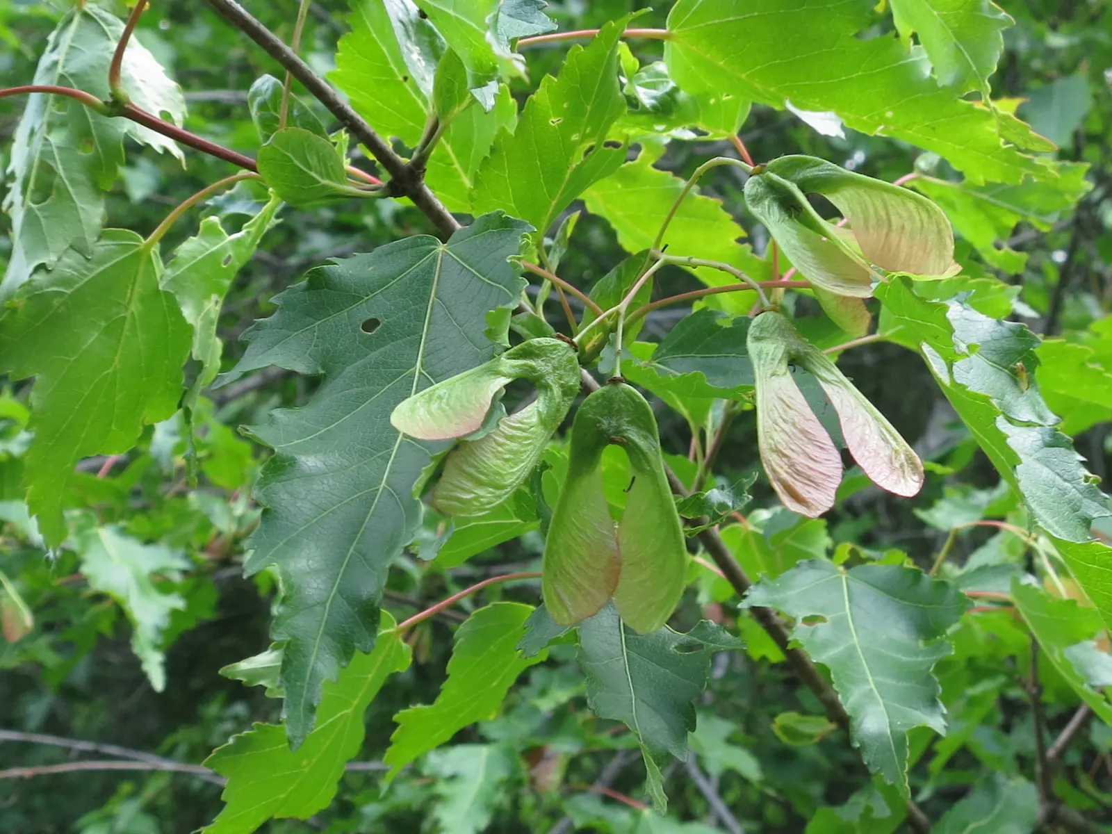 Amur Maple (Acer Ginnala) — allowing clients to enjoy the seasonal palette and functional versatility this plant offers
